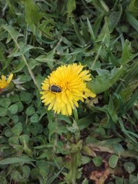 Close-up of honey bee on yellow flower