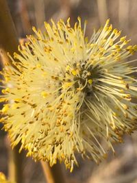 Close-up of yellow flowering plant