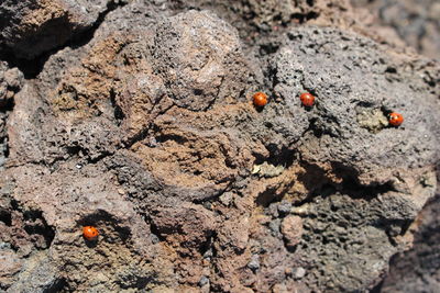 Close-up of ladybug on rock