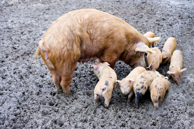 High angle view of pigs with piglets