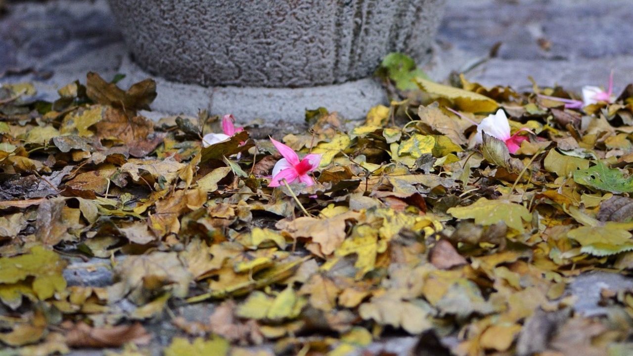 leaf, autumn, change, fallen, fragility, leaves, season, selective focus, dry, flower, nature, falling, abundance, close-up, day, beauty in nature, growth, surface level, outdoors, high angle view