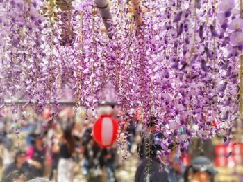 Close-up of pink flowering plants hanging from tree