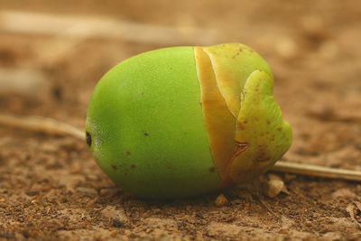 Close-up of fruit