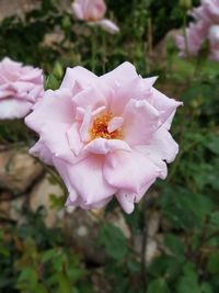 Close-up of pink rose blooming outdoors