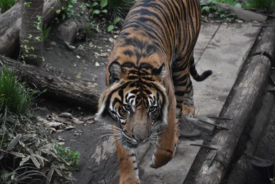 High angle view of tiger walking in forest
