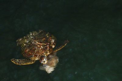 High angle view of turtle swimming in sea