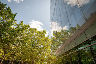 Low angle view of trees against sky