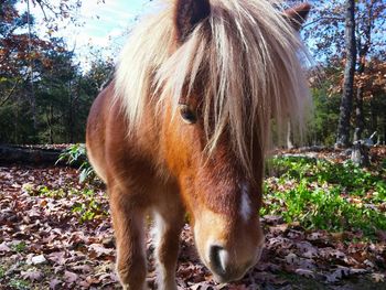 High angle view of horse in field