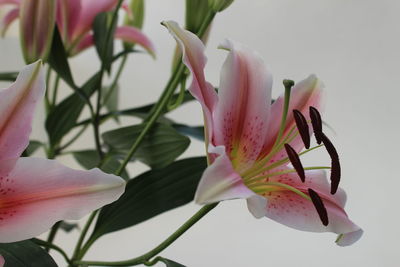 Close-up of day lily blooming outdoors