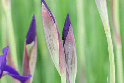 Close-up of purple flowering plant