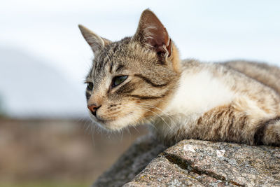 Close-up of cat