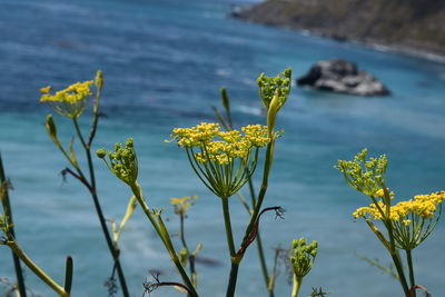 Close-up of yellow flowering plant against sea