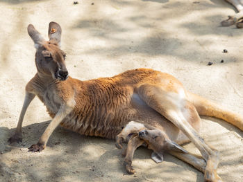 Close-up of deer