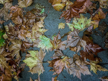 Full frame shot of autumn leaves