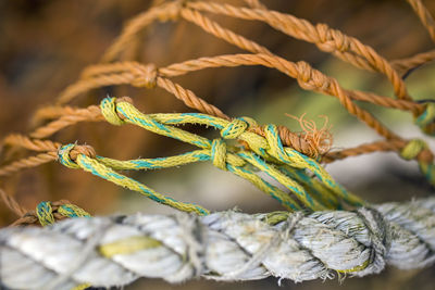 Close-up of ropes on plant