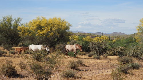 Horses in a field