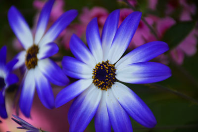 Close-up of blue flowers blooming outdoors