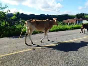 View of a horse on road