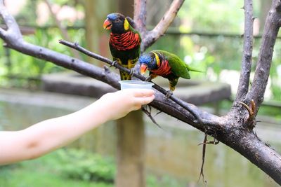 Bird perching on branch