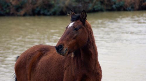 Close-up of two goat