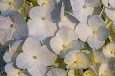 Full frame shot of white hydrangea flowers