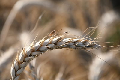 Close-up of dried plant on field