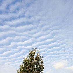 Low angle view of trees against cloudy sky