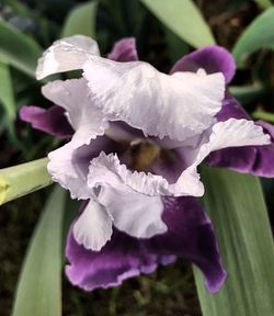 Close-up of flowers