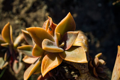 Close-up of yellow flowering plant
