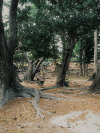 Trees in forest