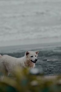 Portrait of dog standing on sea shore