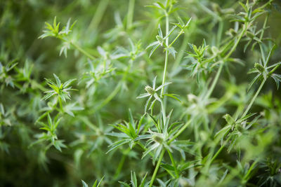 Close-up of flowering plants on field