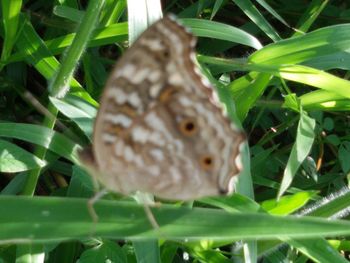 insect