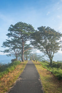 Road amidst trees on field against sky
