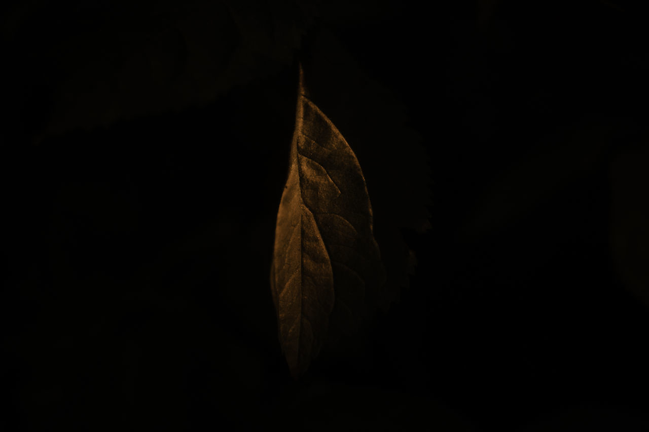 CLOSE-UP OF LEAVES AGAINST BLACK BACKGROUND