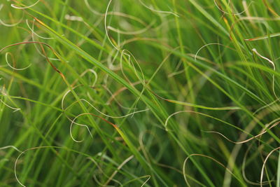 Close up of fresh green and dry yellow grass in spring 