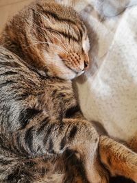 Close-up of cat resting