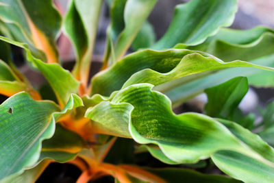 Close-up of succulent plant