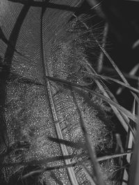 Close-up of insect on metal fence