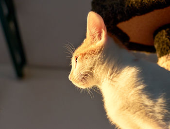 Close-up of cat looking away