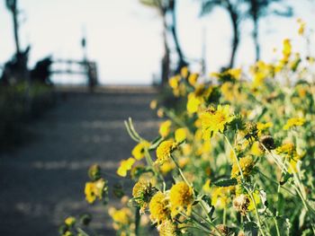 Close-up of yellow flowers growing on road