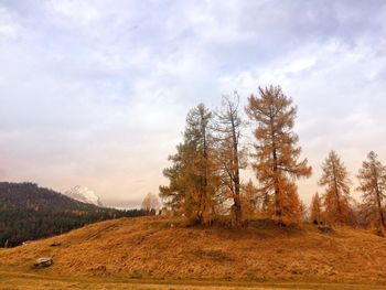 Trees in forest against sky