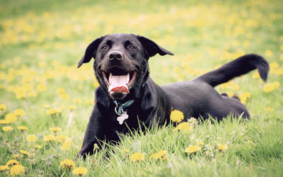 Portrait of dog on field