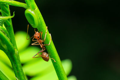 Close-up of ant on leaf