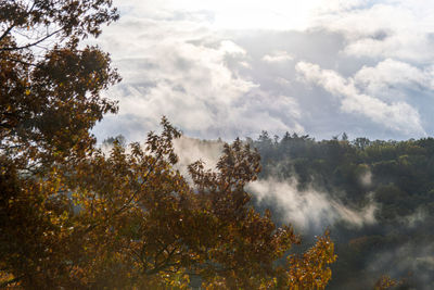 Scenic view of forest against sky during autumn