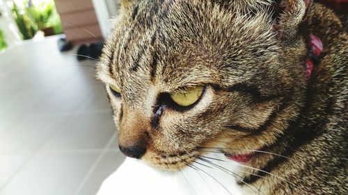 Close-up portrait of cat