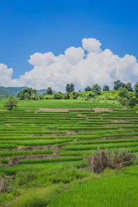 Scenic view of agricultural field against sky