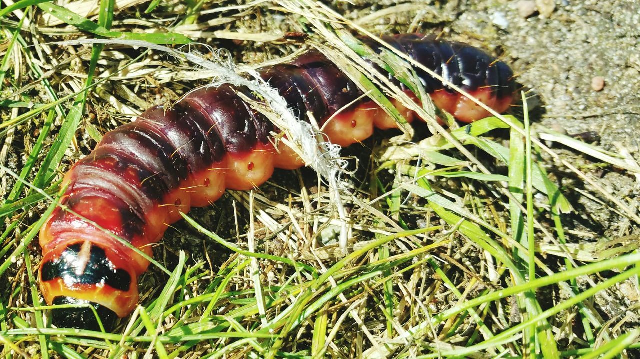 grass, field, high angle view, close-up, grassy, nature, green color, animal themes, red, day, one animal, food and drink, outdoors, no people, growth, insect, plant, mushroom, leaf, orange color