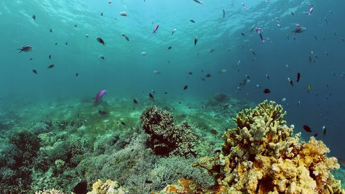 Fish swimming in sea