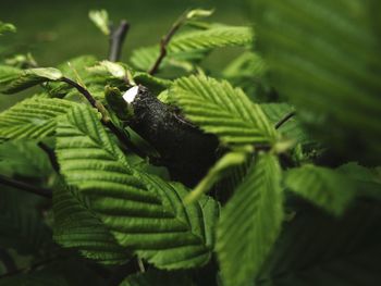 Close-up of fern leaves